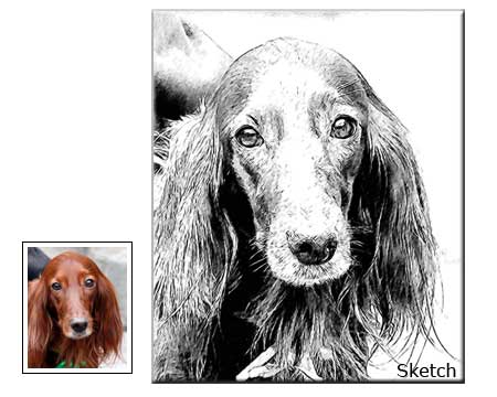 Pencil Sketch Pet Portrait Drawing