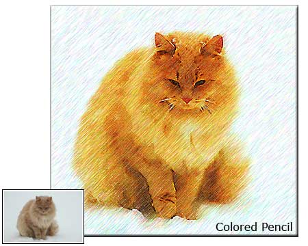 Colored Pencil Pet Portrait