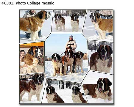 Dogs photo collage mosaic - 9 pet pictures