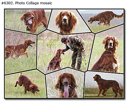 Pet photo collage mosaic