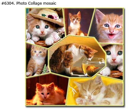 Cat photo collage mosaic