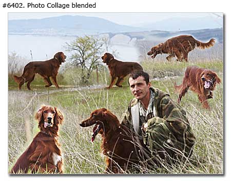 Pet photo collage blended - 6 photos