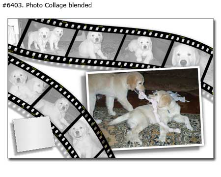 Pet photomontage blended