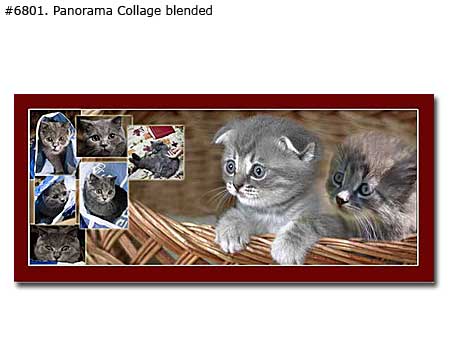 Panoramic pet collage traditional irregular